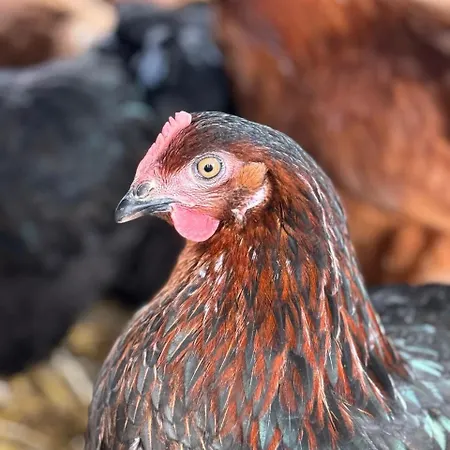 Eco-domaine La Fontaine - Residence-spa - 300 M De La Fontaine Aux Bretons Aparthotel Pornic