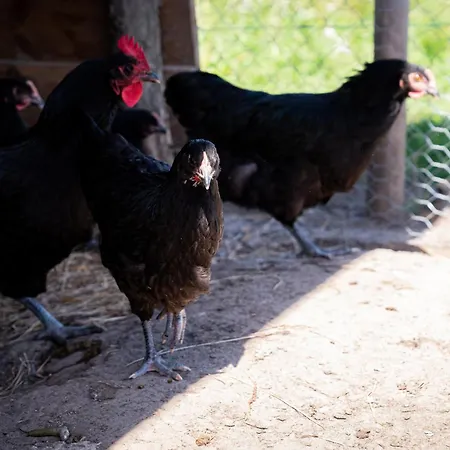 Aparthotel Eco-domaine La Fontaine - Residence-spa - 300 M De La Fontaine Aux Bretons