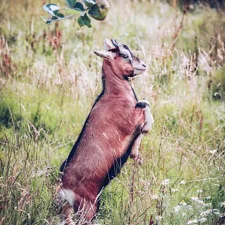 Aparthotel Eco-domaine La Fontaine - Residence-spa - 300 M De La Fontaine Aux Bretons 3*