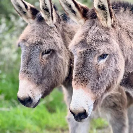 Eco-domaine La Fontaine - Residence-spa - 300 M De La Fontaine Aux Bretons Aparthotel