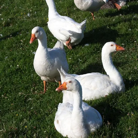 Aparthotel Eco-domaine La Fontaine - Residence-spa - 300 M De La Fontaine Aux Bretons Pornic