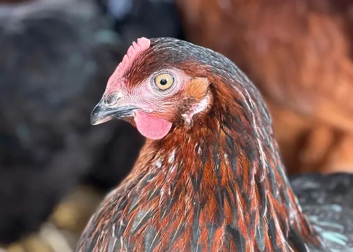 Eco-domaine La Fontaine - Residence-spa - 300 M De La Fontaine Aux Bretons Apartmanhotel Pornic