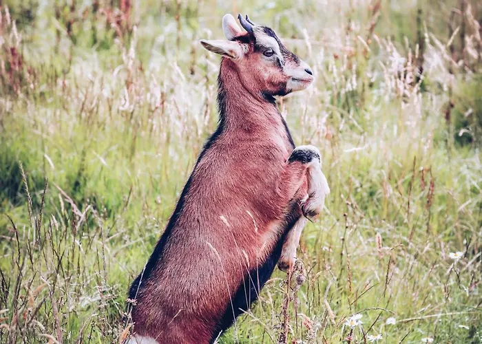 Apartmanhotel Eco-domaine La Fontaine - Residence-spa - 300 M De La Fontaine Aux Bretons 3*