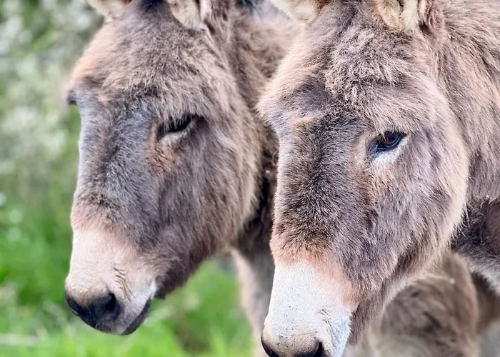 Eco-domaine La Fontaine - Residence-spa - 300 M De La Fontaine Aux Bretons Apartmanhotel